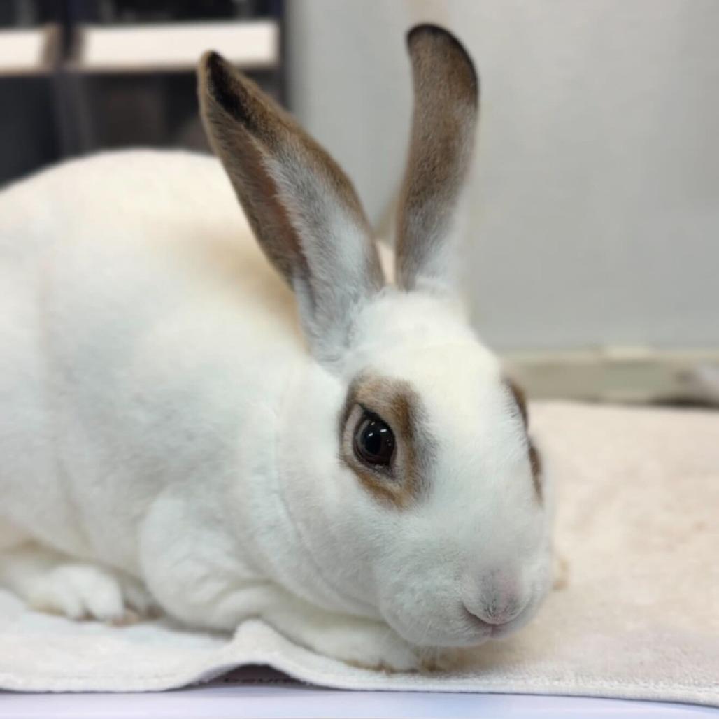 Neil, Adoptable, Young Male Mini Rex.