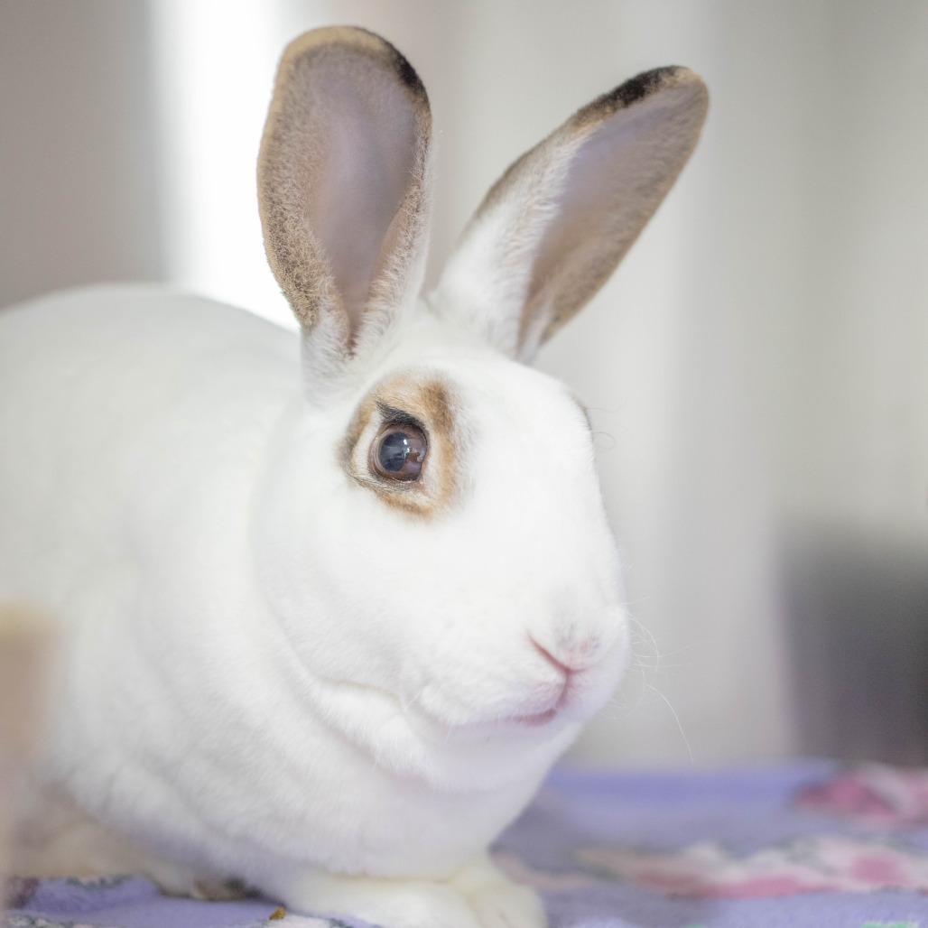Enlarge Neil, a Adoptable Mini Rex in San Diego, CA image 2/6