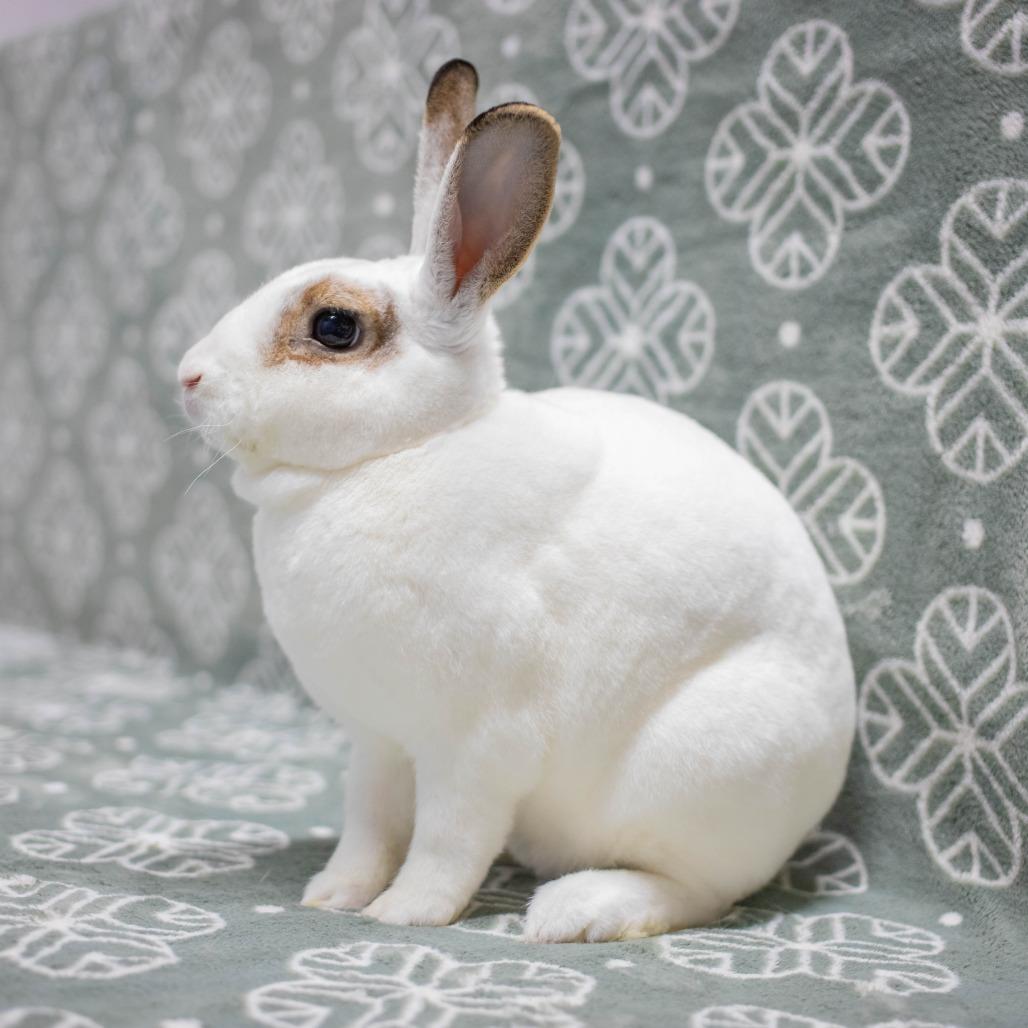 Enlarge Neil, a Adoptable Mini Rex in San Diego, CA image 3/6