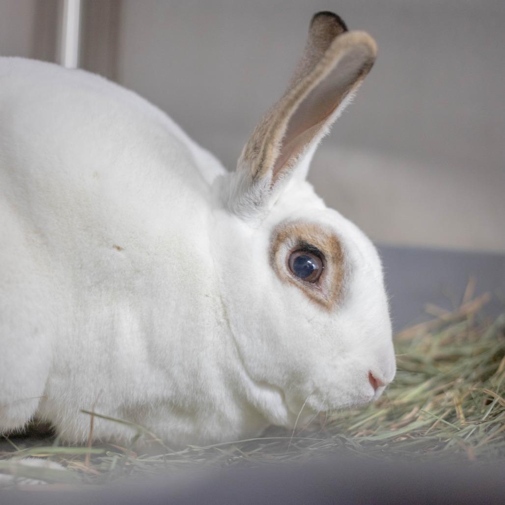 Enlarge Neil, a Adoptable Mini Rex in San Diego, CA image 4/6