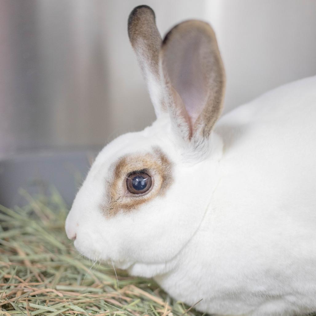 Enlarge Neil, a Adoptable Mini Rex in San Diego, CA image 5/6