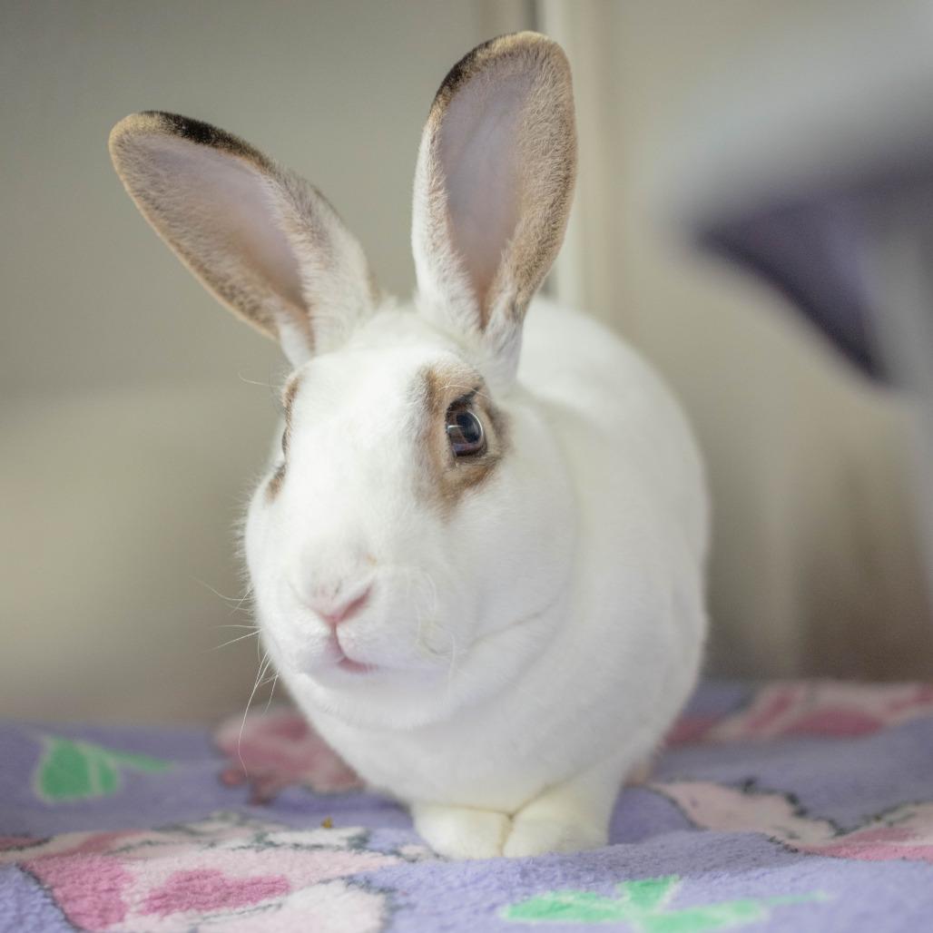 Enlarge Neil, a Adoptable Mini Rex in San Diego, CA image 6/6