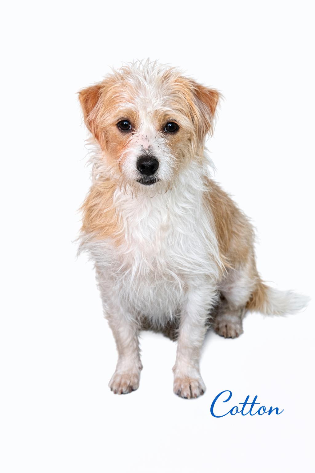 Cotton , adopted, Adult Female Mixed Breed & Chihuahua.