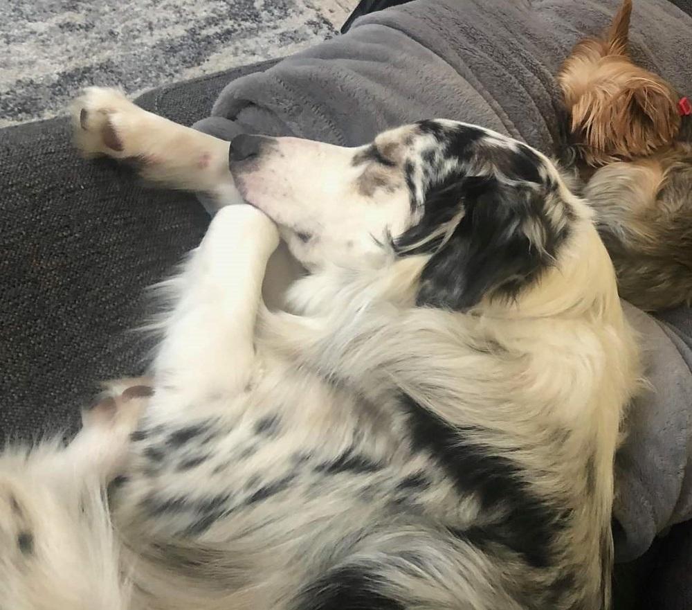 Enlarge Ace LA, a Adopted Australian Shepherd in Ontario, CA image 1/1