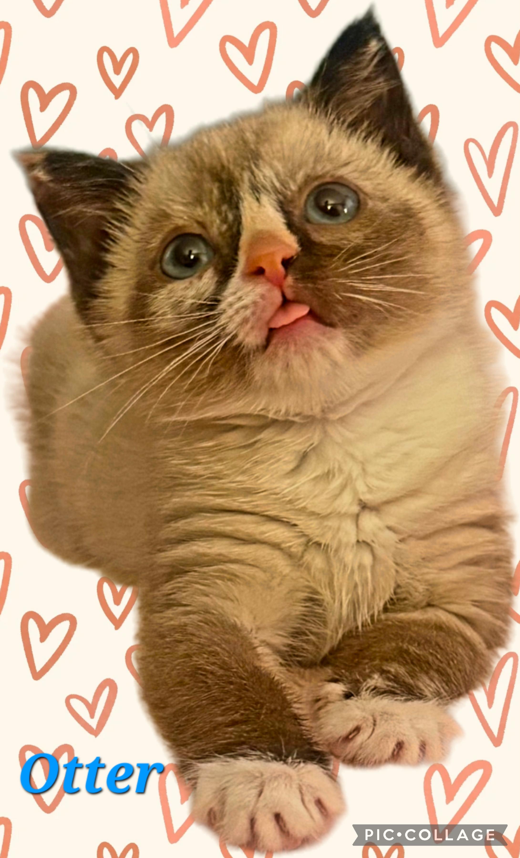 Otter, a ADOPTABLE mixed breed in Glastonbury, CT image 3/6