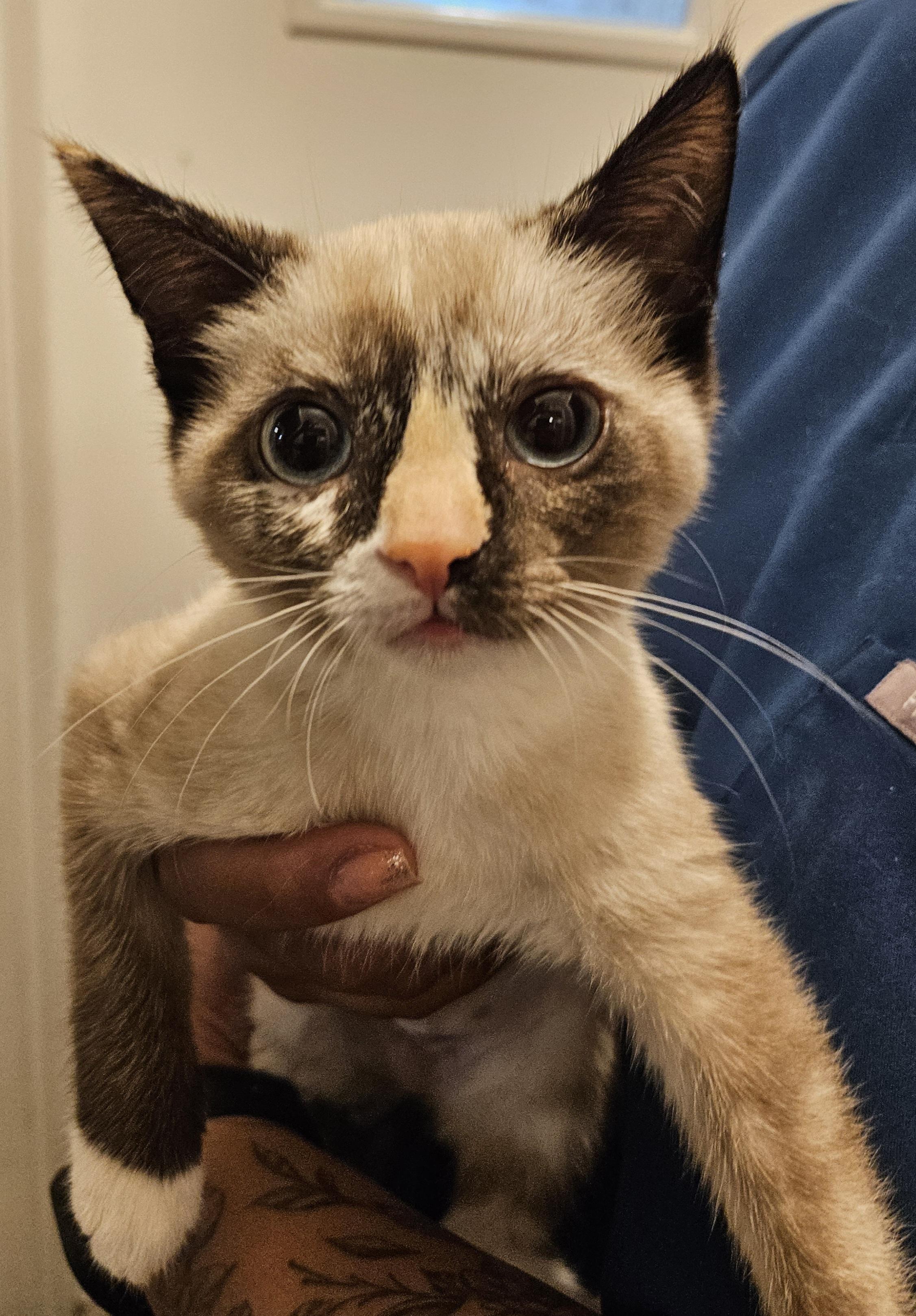 Otter, a ADOPTABLE mixed breed in Glastonbury, CT image 6/6