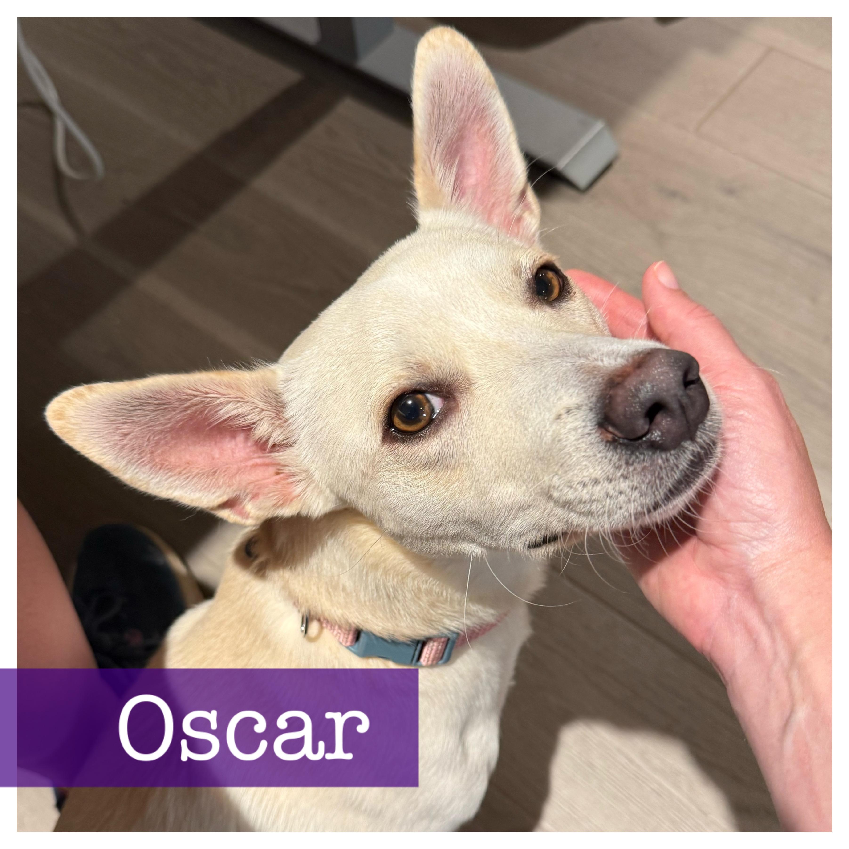 Oscar, a ADOPTABLE mixed breed in Cumming, GA image 1/5