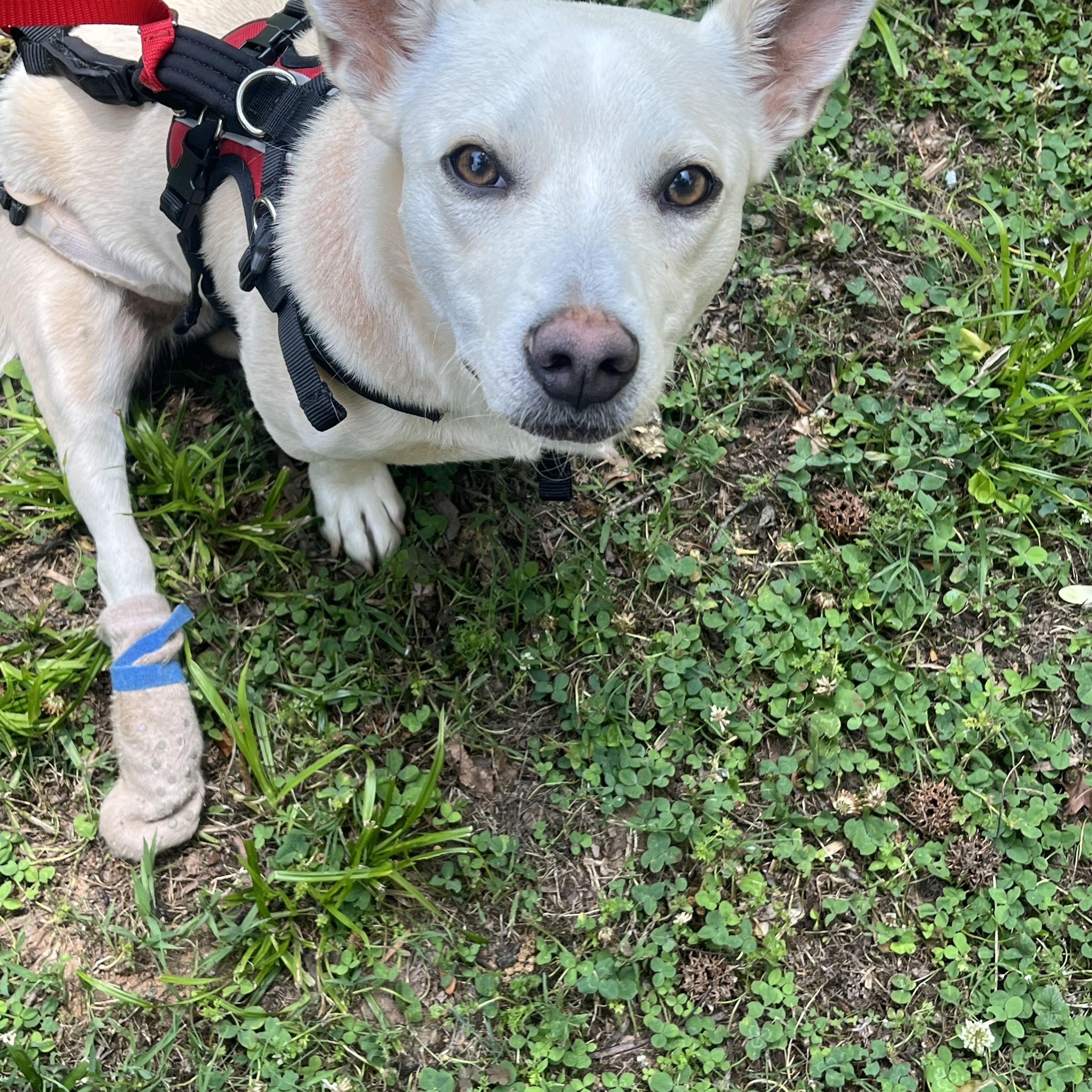 Enlarge Oscar, a ADOPTABLE mixed breed in Cumming, GA image 3/5