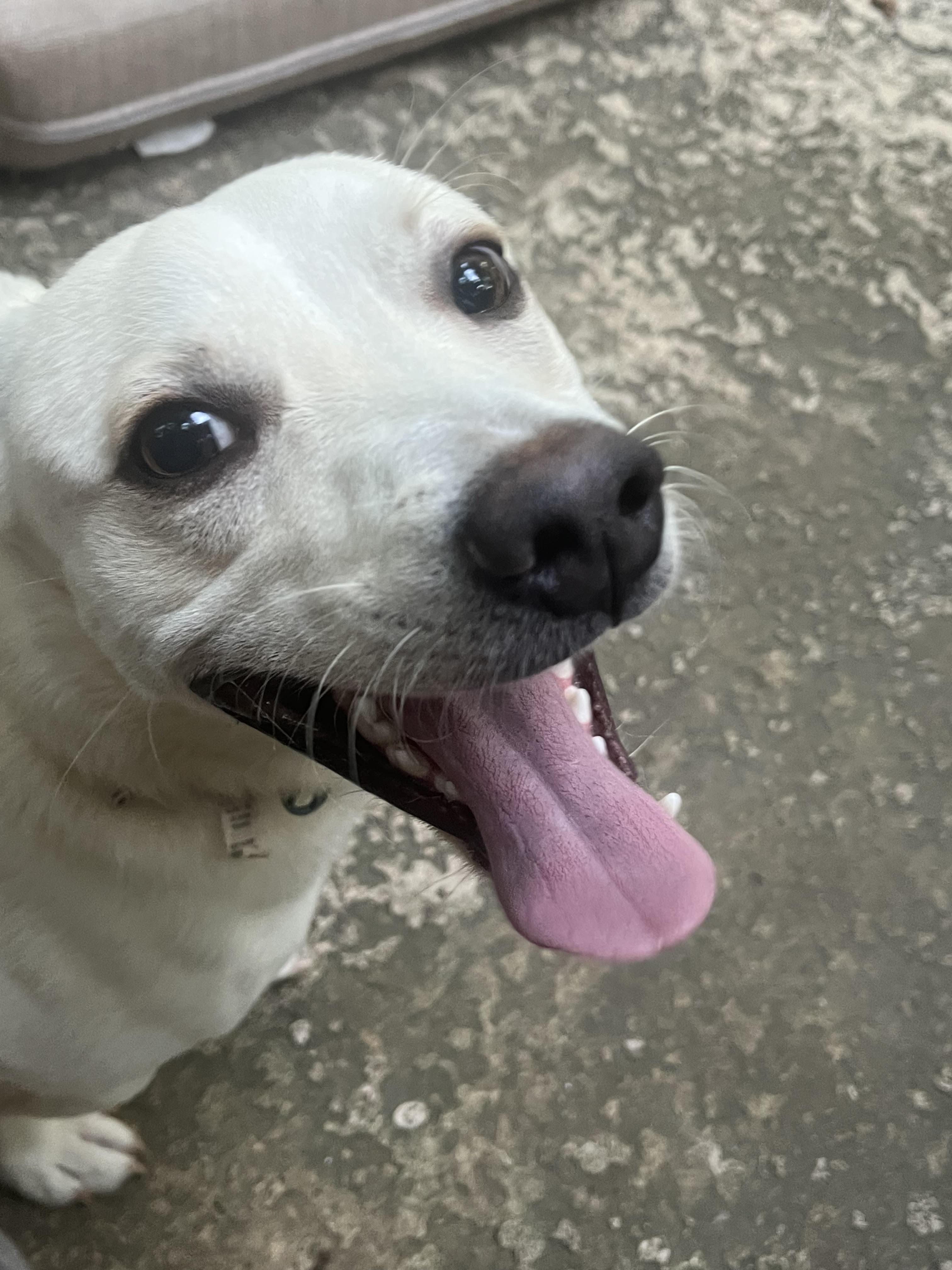 Enlarge Oscar, a ADOPTABLE mixed breed in Cumming, GA image 2/5