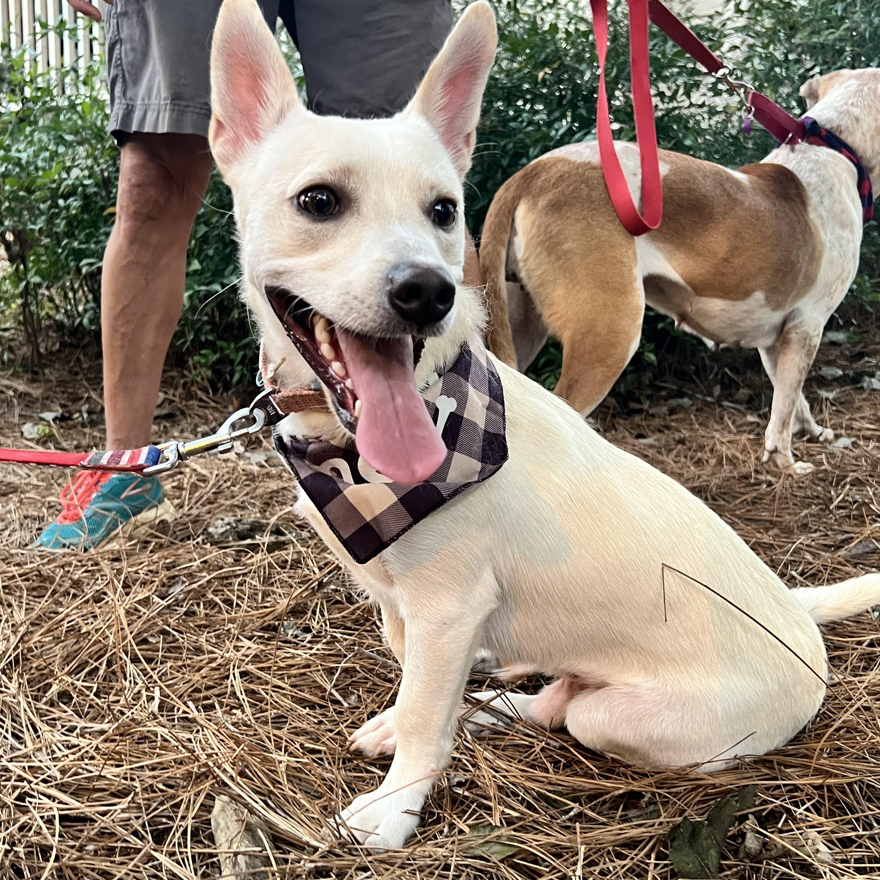 Oscar, a ADOPTABLE mixed breed in Cumming, GA image 5/5