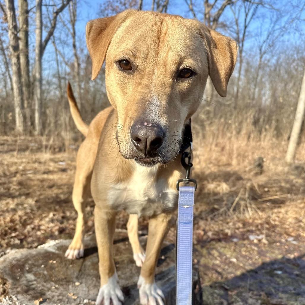 Senator Giggles — thumbnail 3