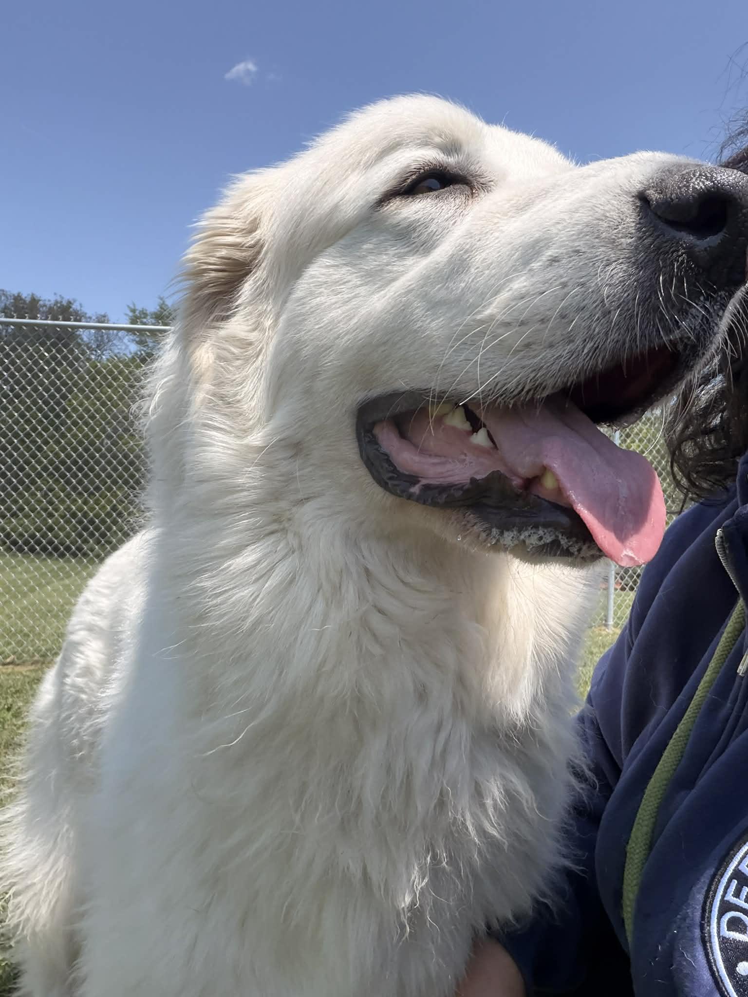 Millie, Adoptable, Young Female Great Pyrenees.
