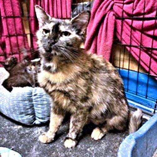 Mingle, Adoptable, Young Female Tortoiseshell.