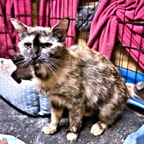 Enlarge Mingle, a Adoptable Tortoiseshell in Rutherfordton, NC image 2/3