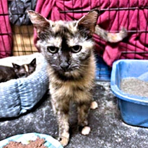 Enlarge Mingle, a Adoptable Tortoiseshell in Rutherfordton, NC image 3/3