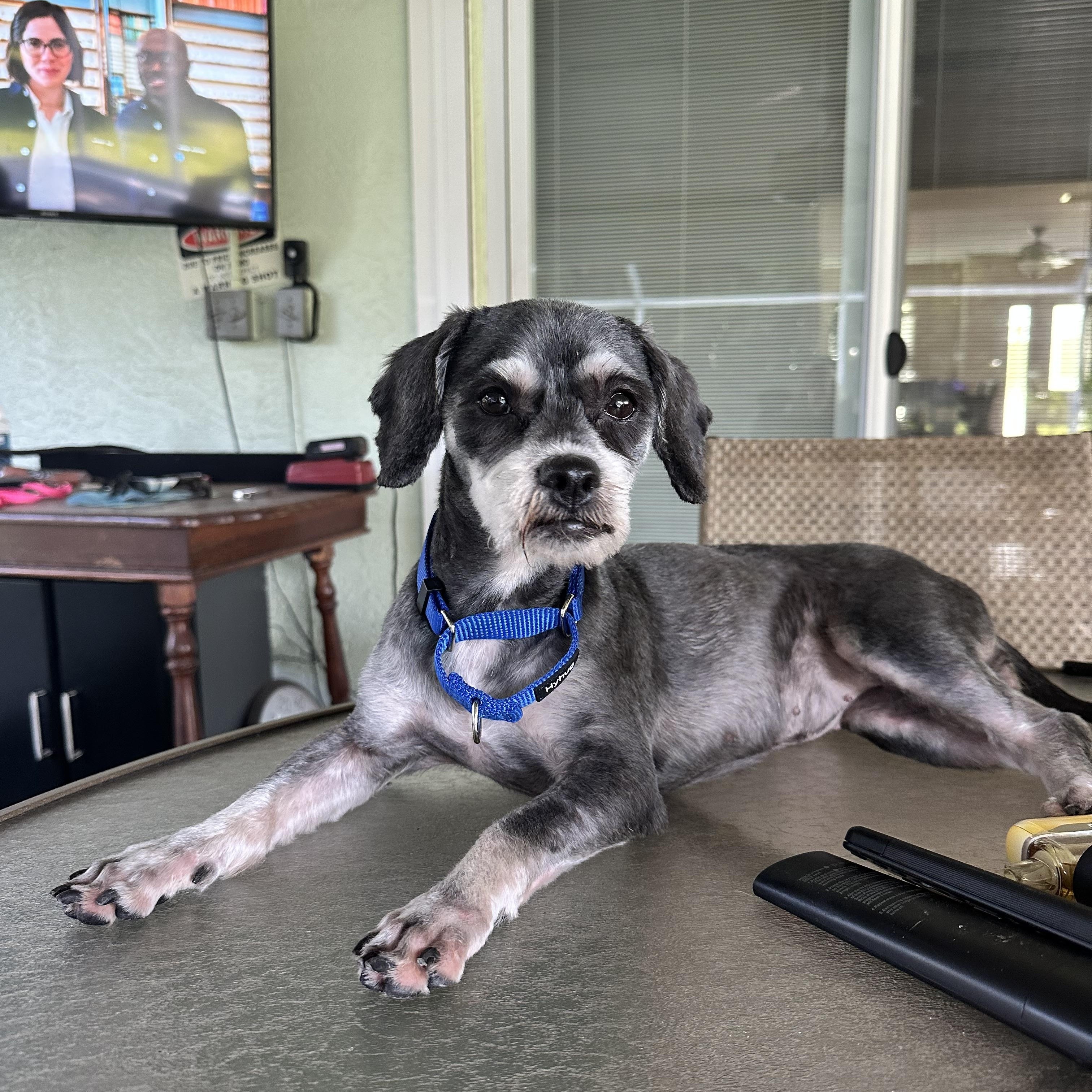 Abbey, Adopted, Young Female Miniature Schnauzer & Terrier.