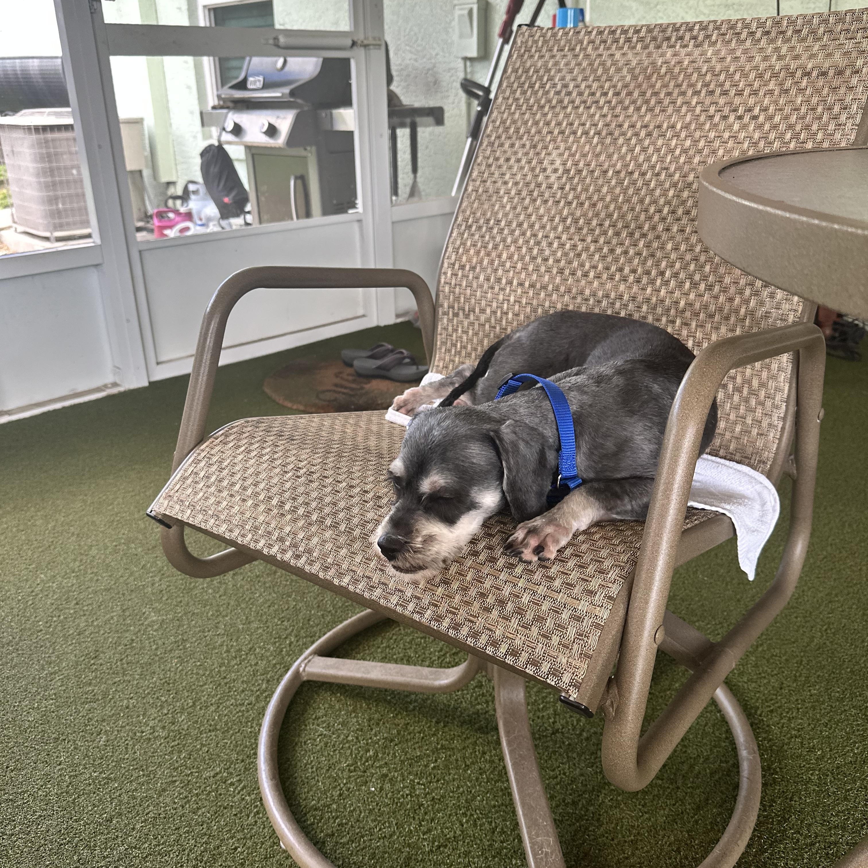 Enlarge Abbey, a Adopted mixed breed in Bradenton, FL image 4/5