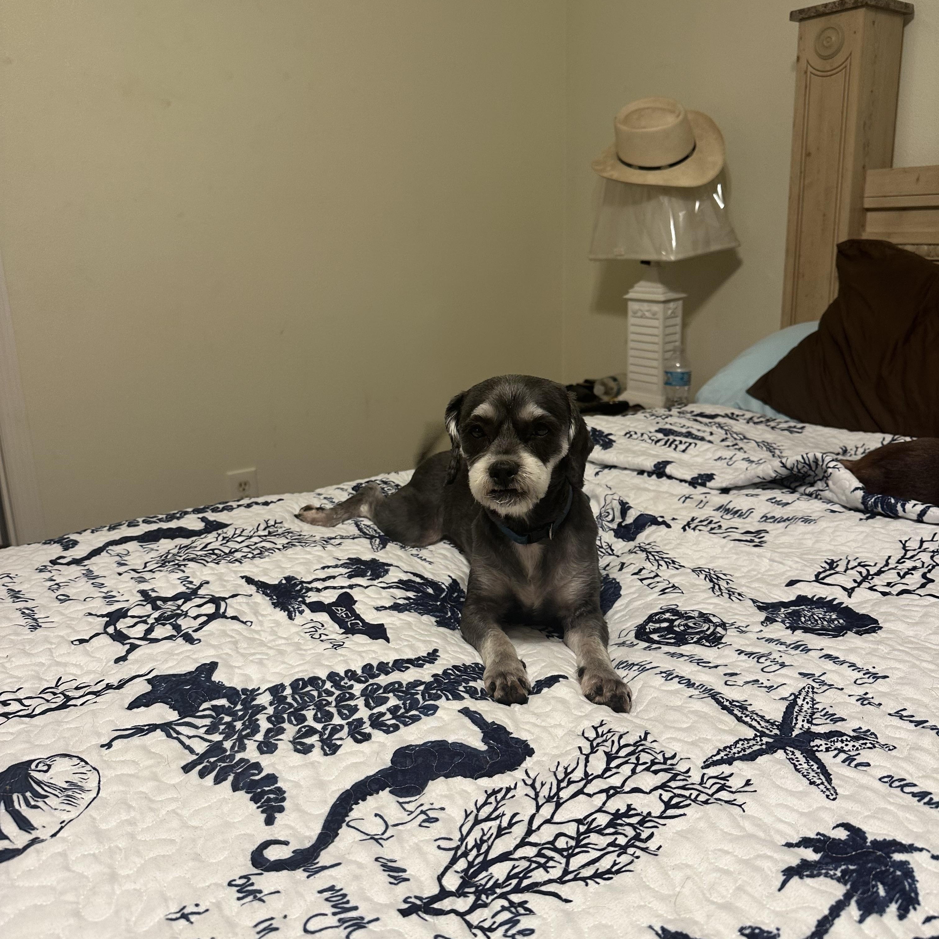 Enlarge Abbey, a Adopted mixed breed in Bradenton, FL image 5/5