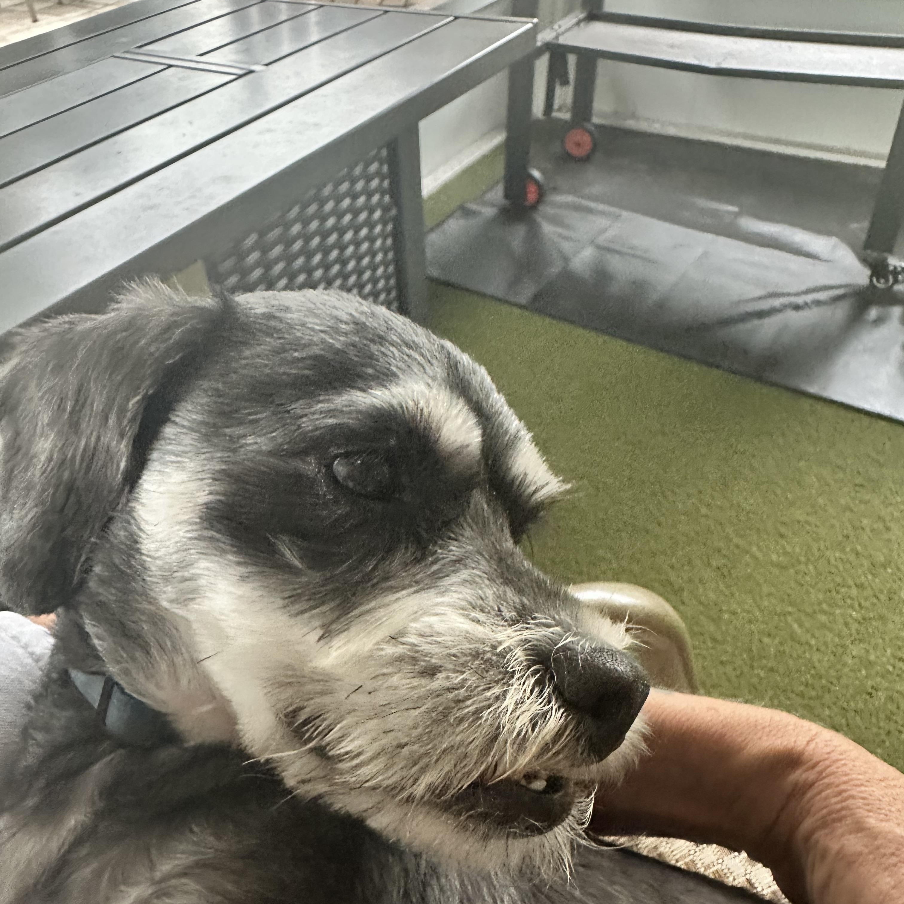 Enlarge Abbey, a Adopted mixed breed in Bradenton, FL image 3/5