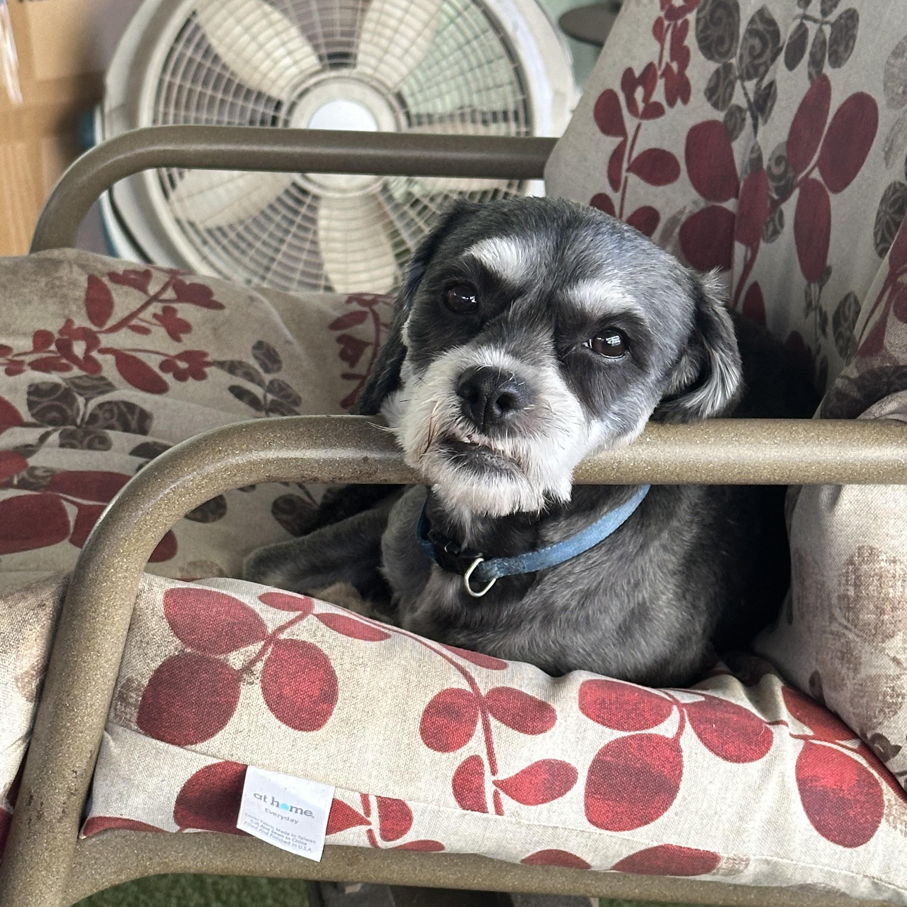 Enlarge Abbey, a Adopted mixed breed in Bradenton, FL image 2/5