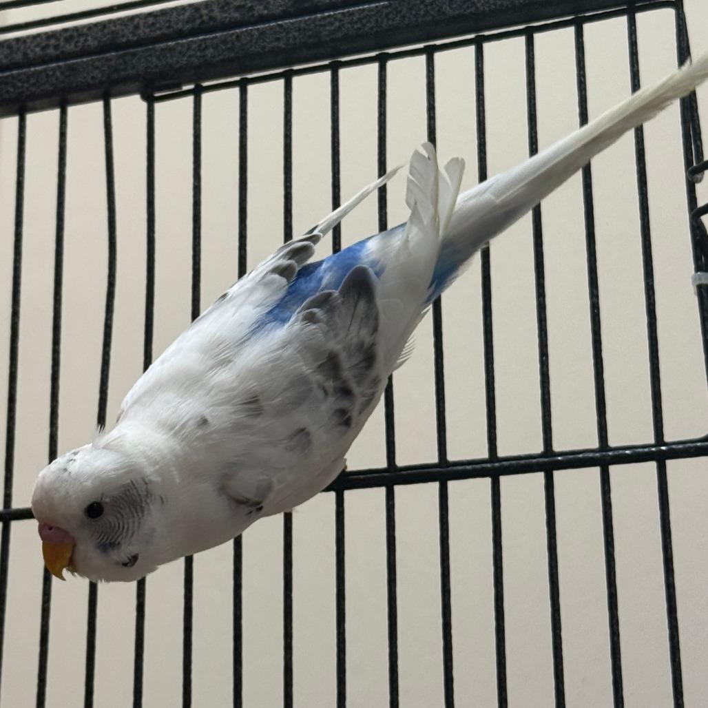 Sir Beeks-a-Lot with Cluck Norris and Beaky Blinders-In foster, Adoptable, Young Male Parakeet (Other).