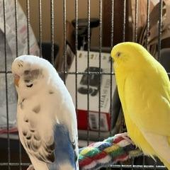Enlarge Sir Beeks-a-Lot with Cluck Norris and Beaky Blinders-In foster, a Adoptable Parakeet (Other) in Springfield, MA image 2/5