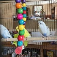 Enlarge Sir Beeks-a-Lot with Cluck Norris and Beaky Blinders-In foster, a Adoptable Parakeet (Other) in Springfield, MA image 3/5