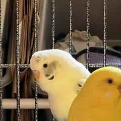 Enlarge Sir Beeks-a-Lot with Cluck Norris and Beaky Blinders-In foster, a Adoptable Parakeet (Other) in Springfield, MA image 4/5