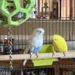 Enlarge Sir Beeks-a-Lot with Cluck Norris and Beaky Blinders-In foster, a Adoptable Parakeet (Other) in Springfield, MA image 5/5