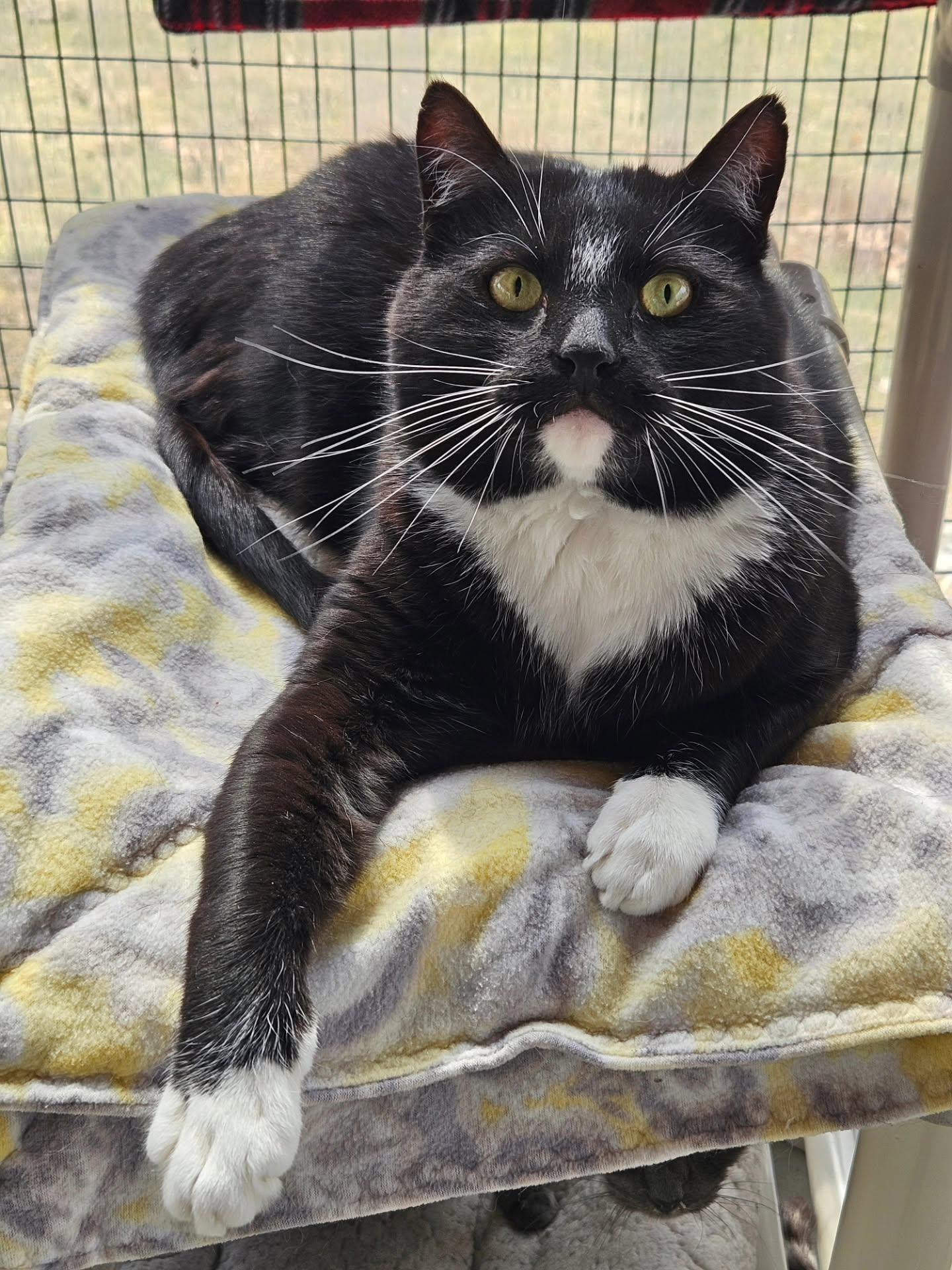 Levi, a Adoptable Tuxedo in Westbrook, CT image 1/6