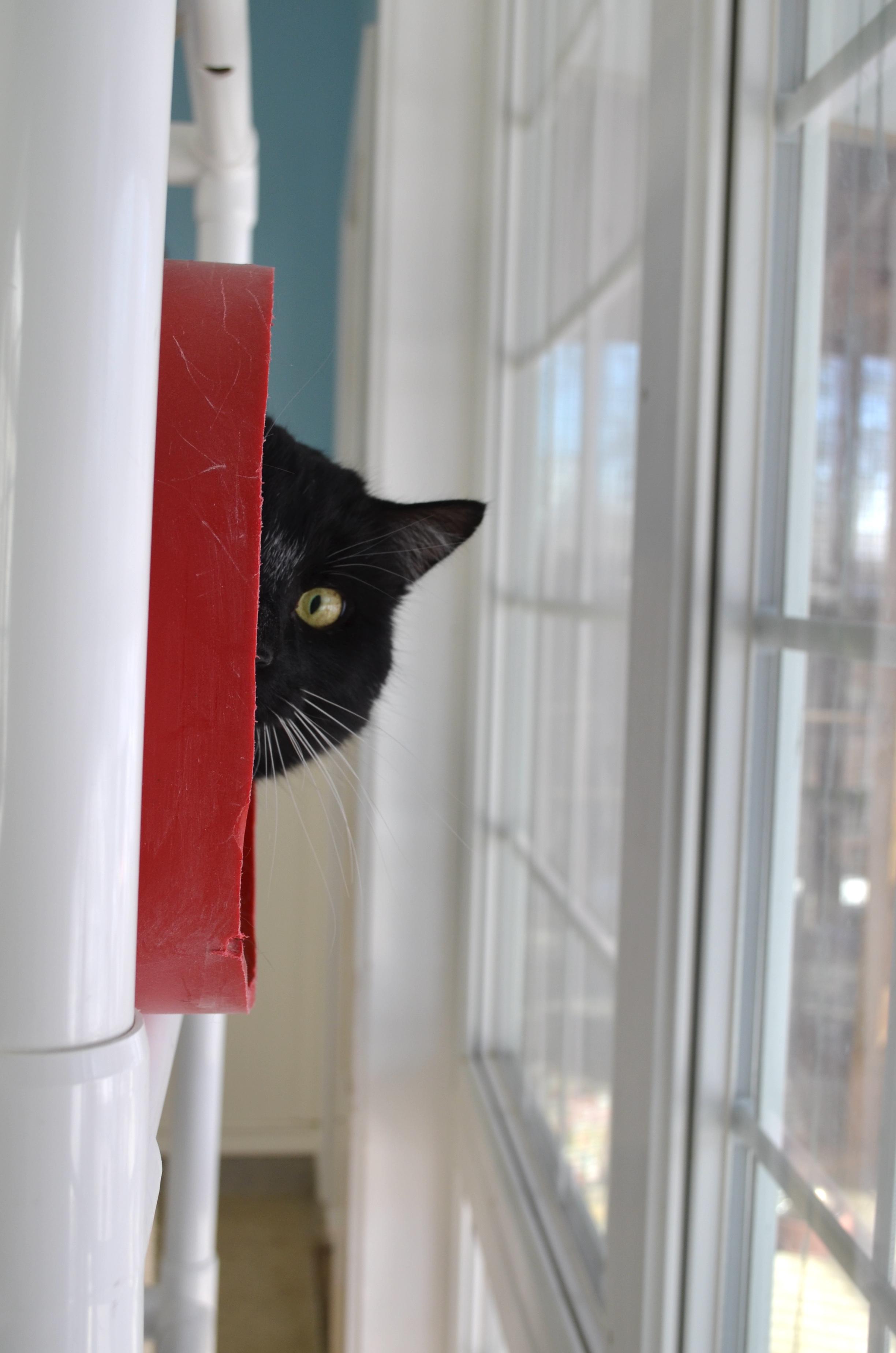 Levi, a Adoptable Tuxedo in Westbrook, CT image 2/5