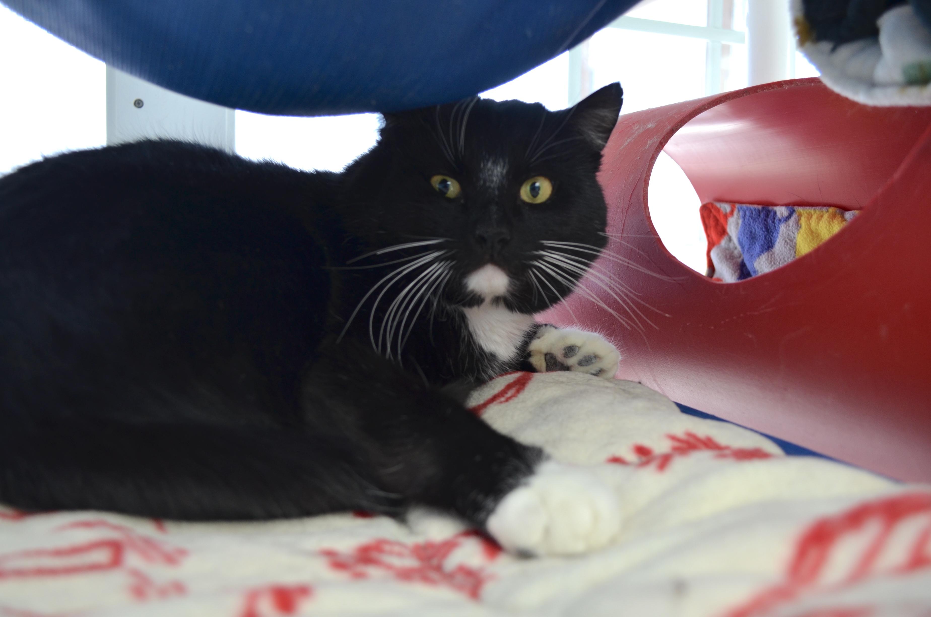 Levi, a Adoptable Tuxedo in Westbrook, CT image 3/5