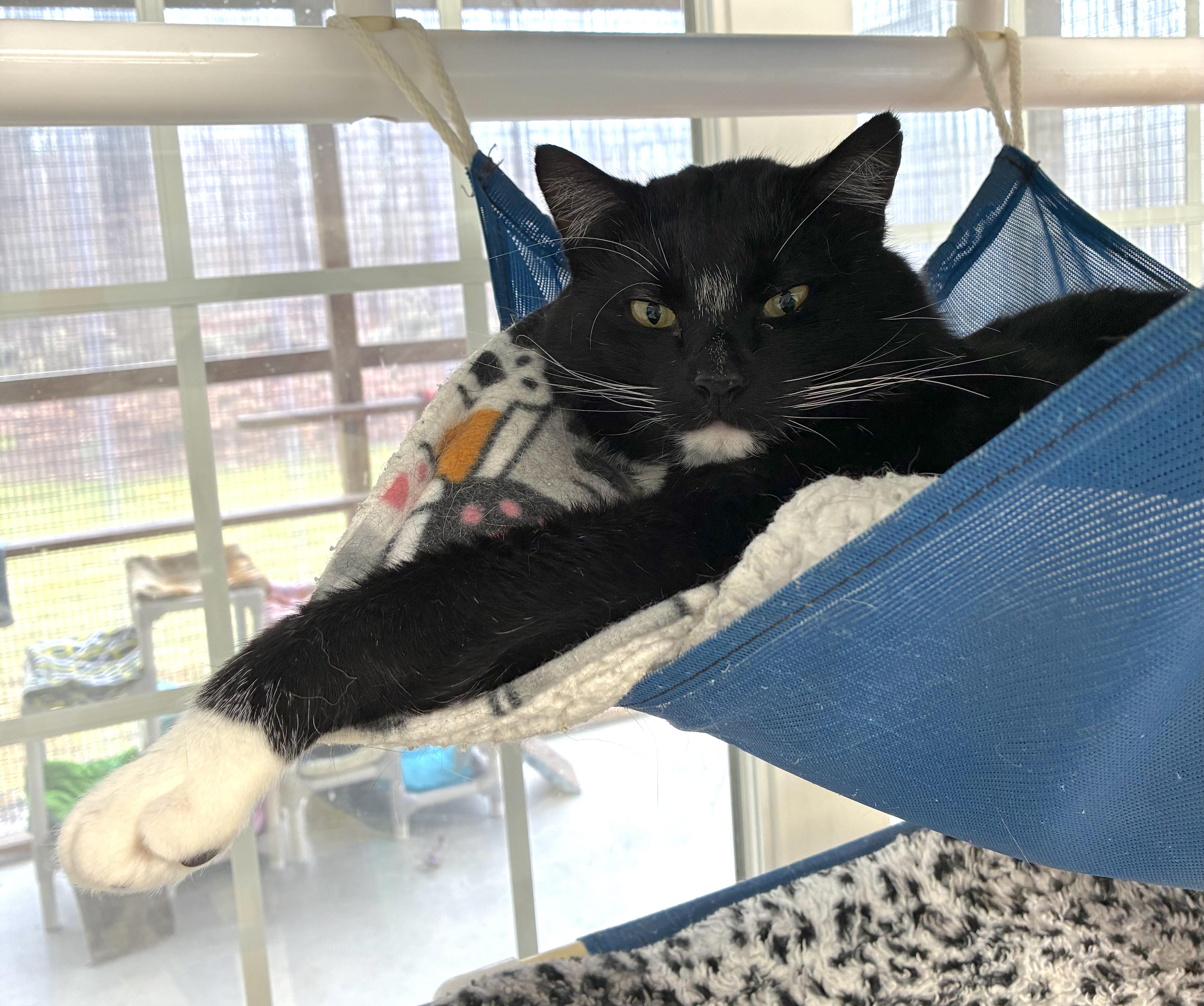 Levi, a Adoptable Tuxedo in Westbrook, CT image 1/5