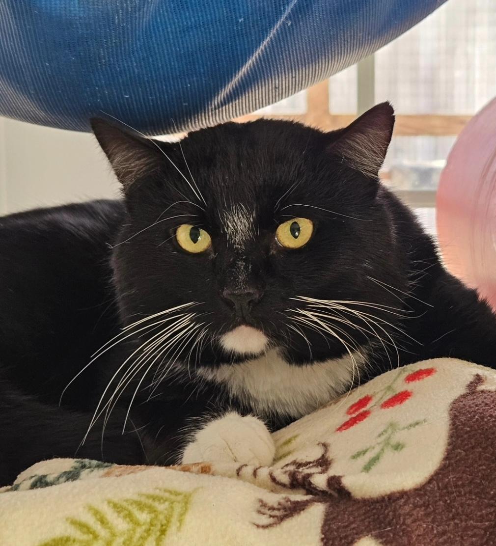 Levi, a Adoptable Tuxedo in Westbrook, CT image 4/5