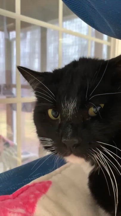 Enlarge Levi, a Adoptable Tuxedo in Westbrook, CT video 5/5