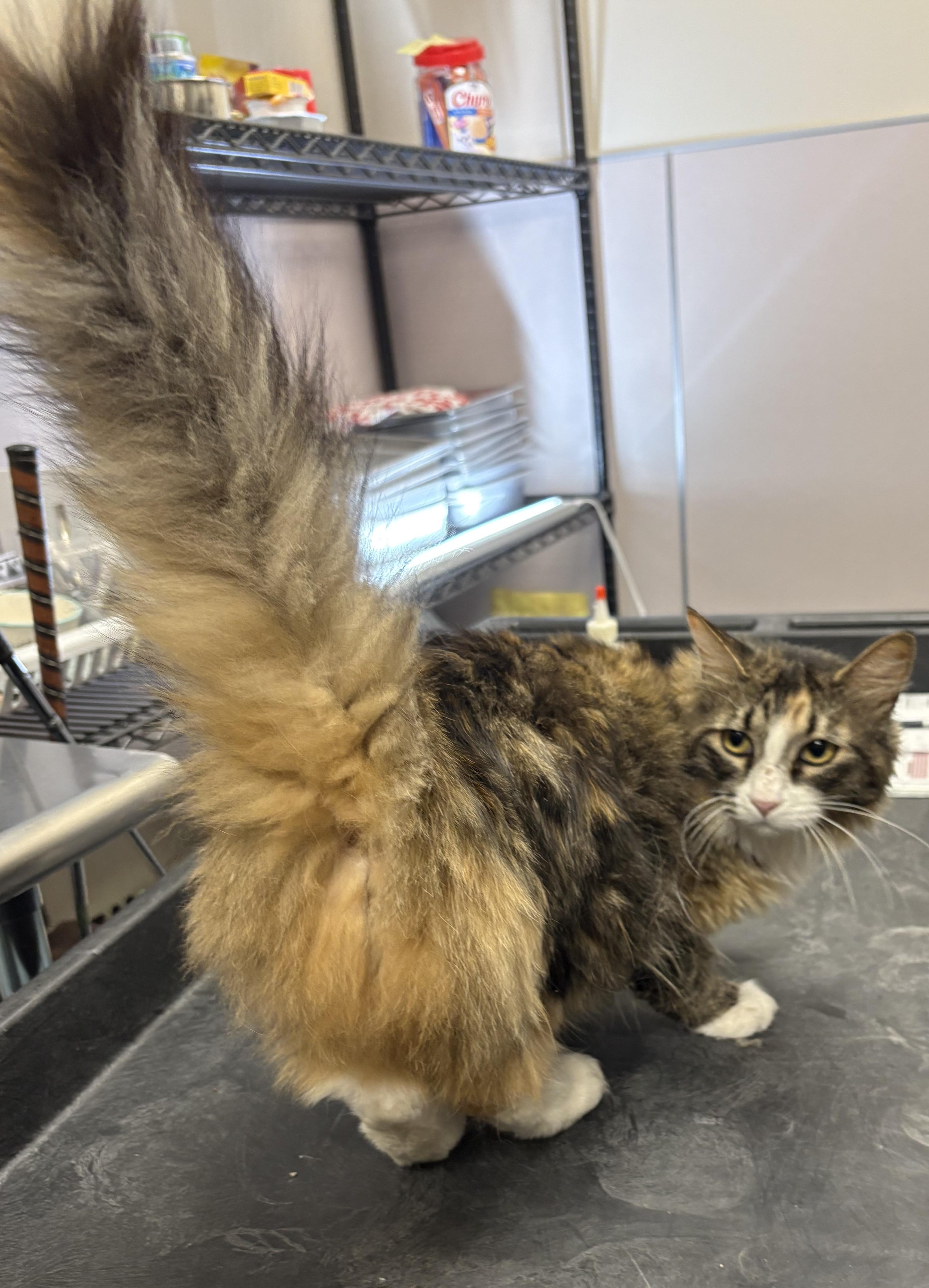 Enlarge Mabel, an adopted Domestic Long Hair in Mesquite, NV image 3/3