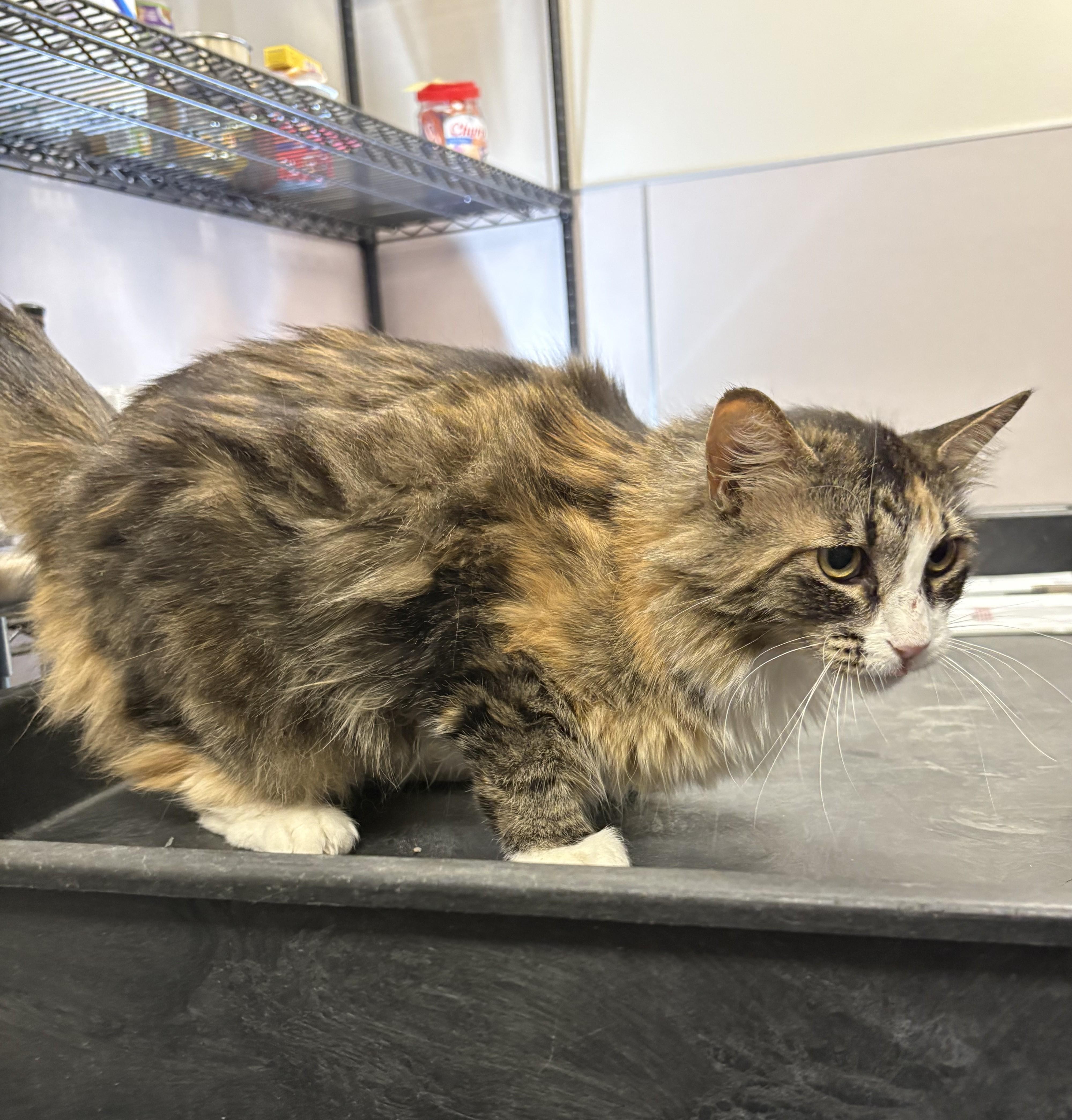 Enlarge Mabel, an adopted Domestic Long Hair in Mesquite, NV image 2/3