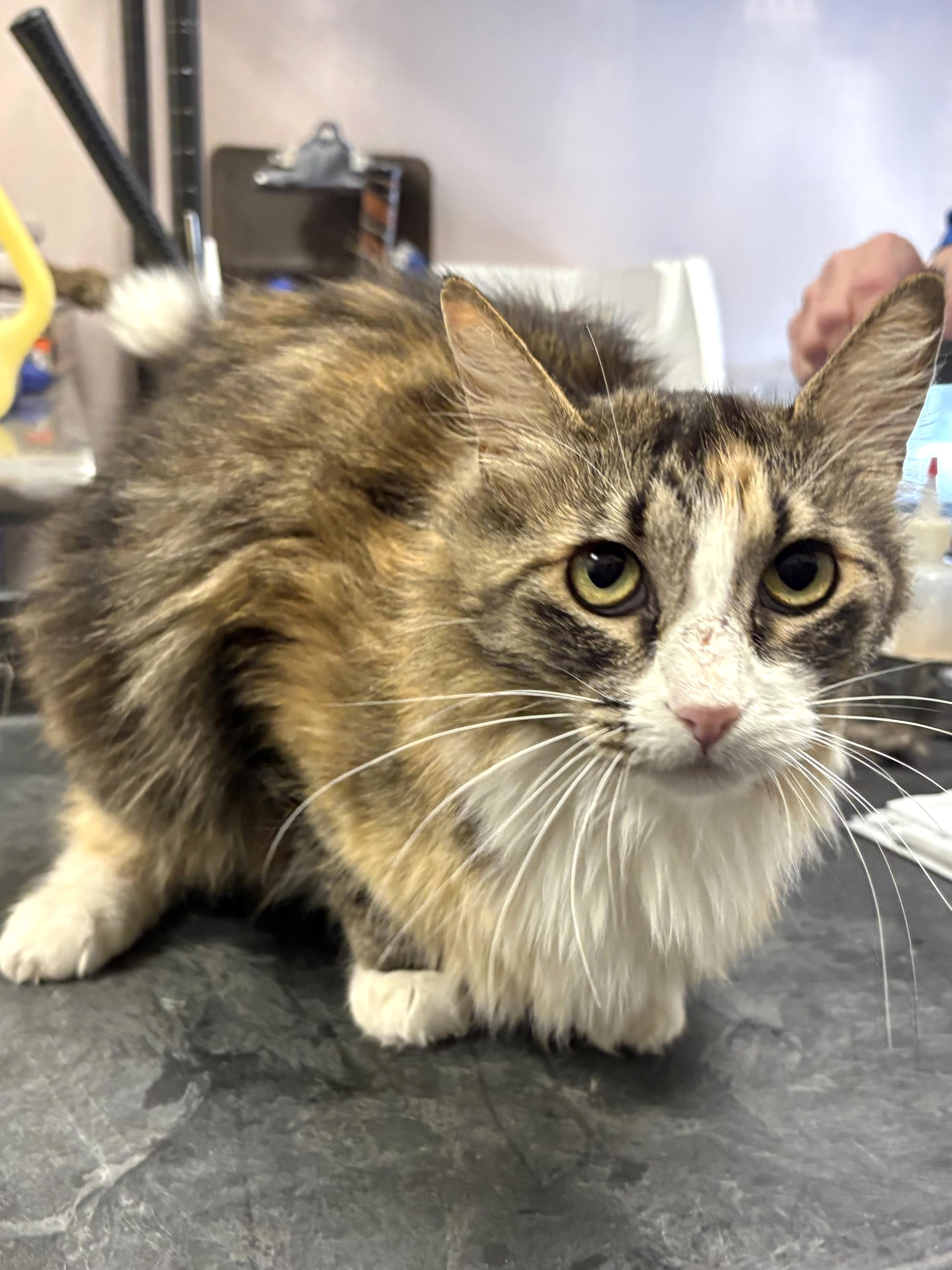 Enlarge Mabel, an adopted Domestic Long Hair in Mesquite, NV image 1/3
