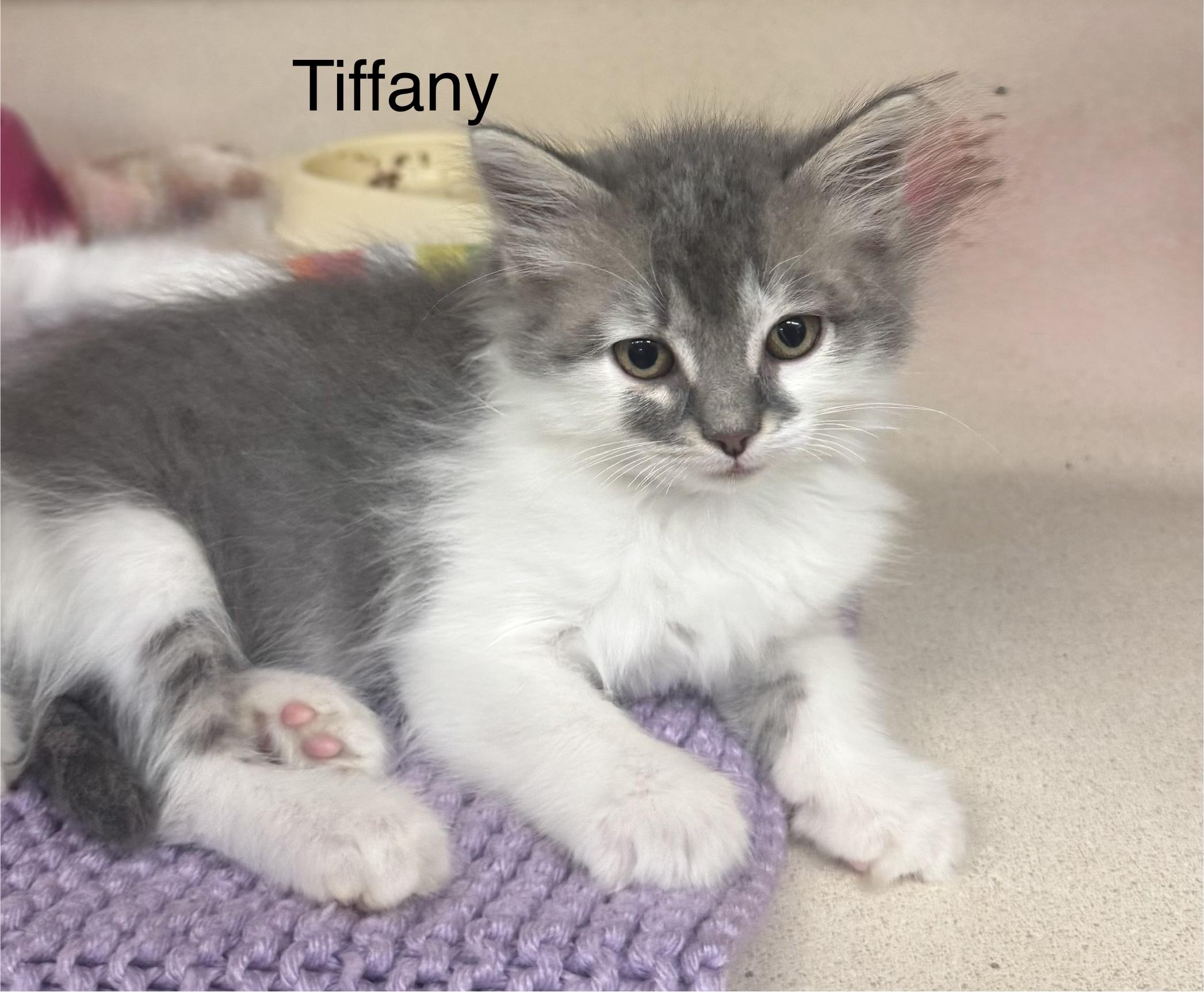 Enlarge Tiffany, an adopted Domestic Long Hair in Ulster, PA image 1/1