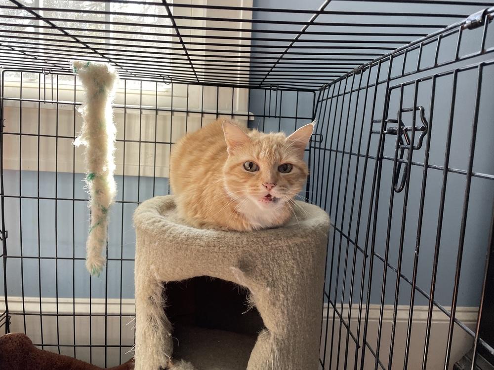 Sunny JN (PetSmart Laurens Rd), Adoptable, Adult Male Domestic Short Hair.