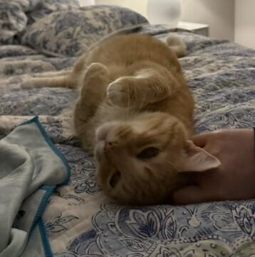 Enlarge Sunny JN (PetSmart Laurens Rd), a Adoptable Domestic Short Hair in Greenville, SC image 2/2