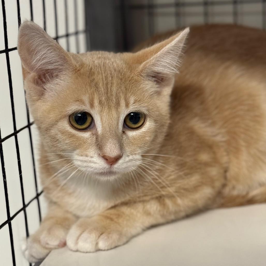 Enlarge Pink Lady, a Adoptable Domestic Short Hair in Redwood Valley, CA image 1/5