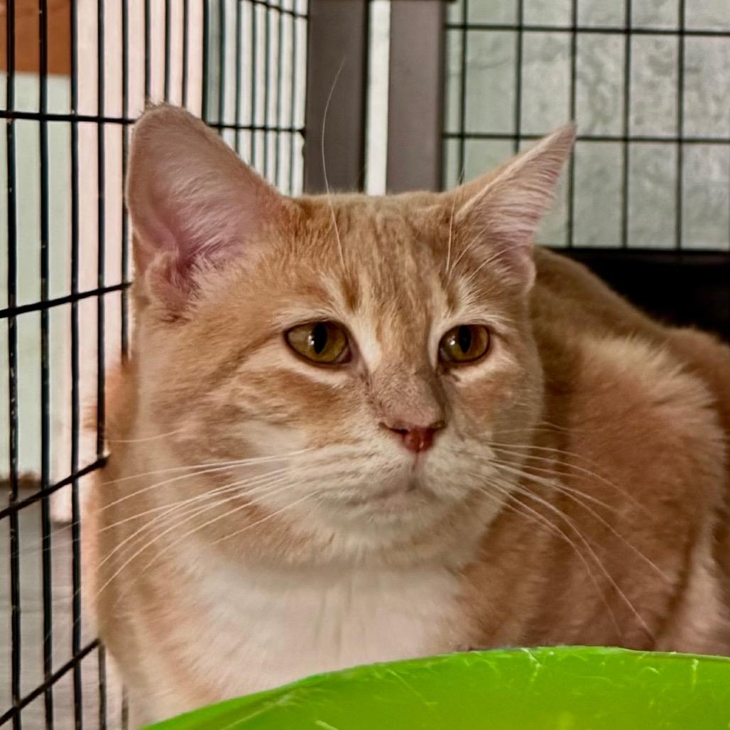 Pink Lady, a Adoptable Domestic Short Hair in Redwood Valley, CA image 3/6