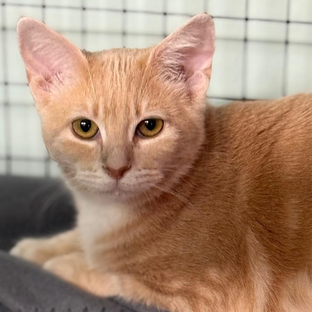 Enlarge Pink Lady, a Adoptable Domestic Short Hair in Redwood Valley, CA image 3/5