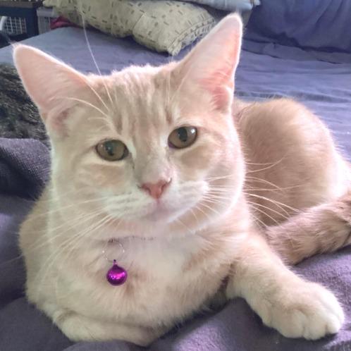 Enlarge Pink Lady, a Adoptable Domestic Short Hair in Redwood Valley, CA image 5/5