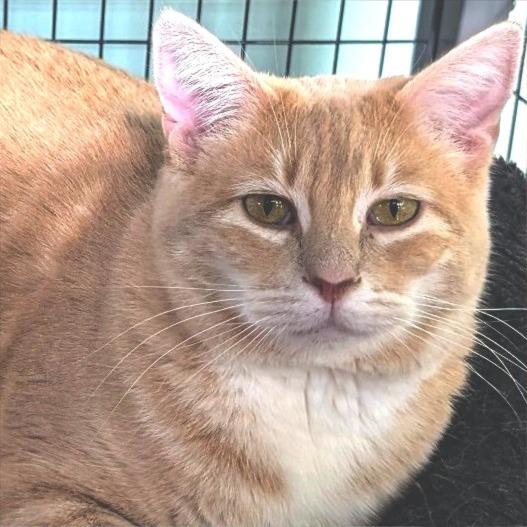 Enlarge Pink Lady, a Adoptable Domestic Short Hair in Redwood Valley, CA image 6/6