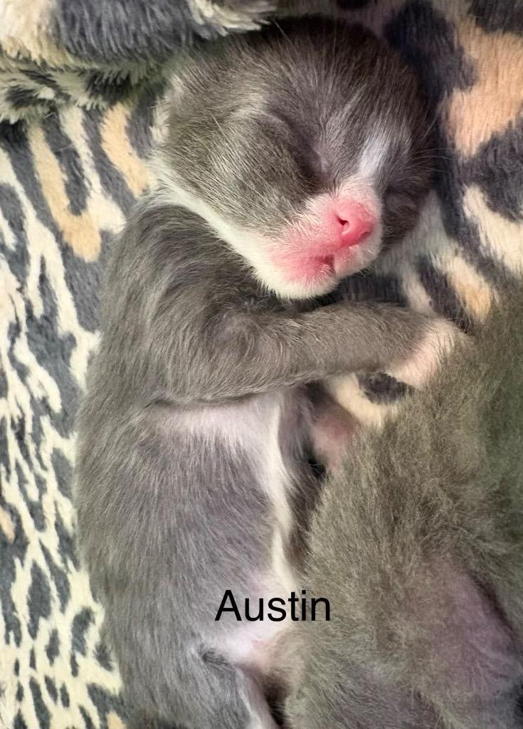 Enlarge Austin, a Adoptable mixed breed in Johnson City, TN image 3/6