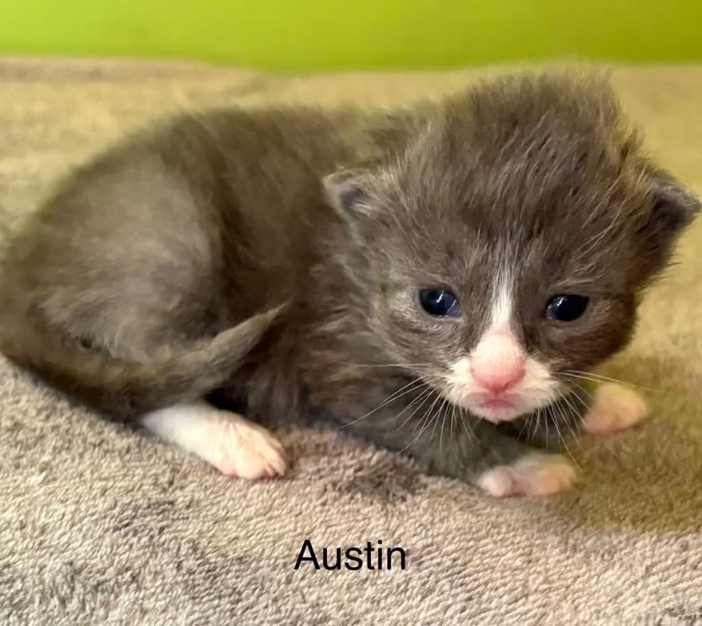 Enlarge Austin, a Adoptable mixed breed in Johnson City, TN image 6/6