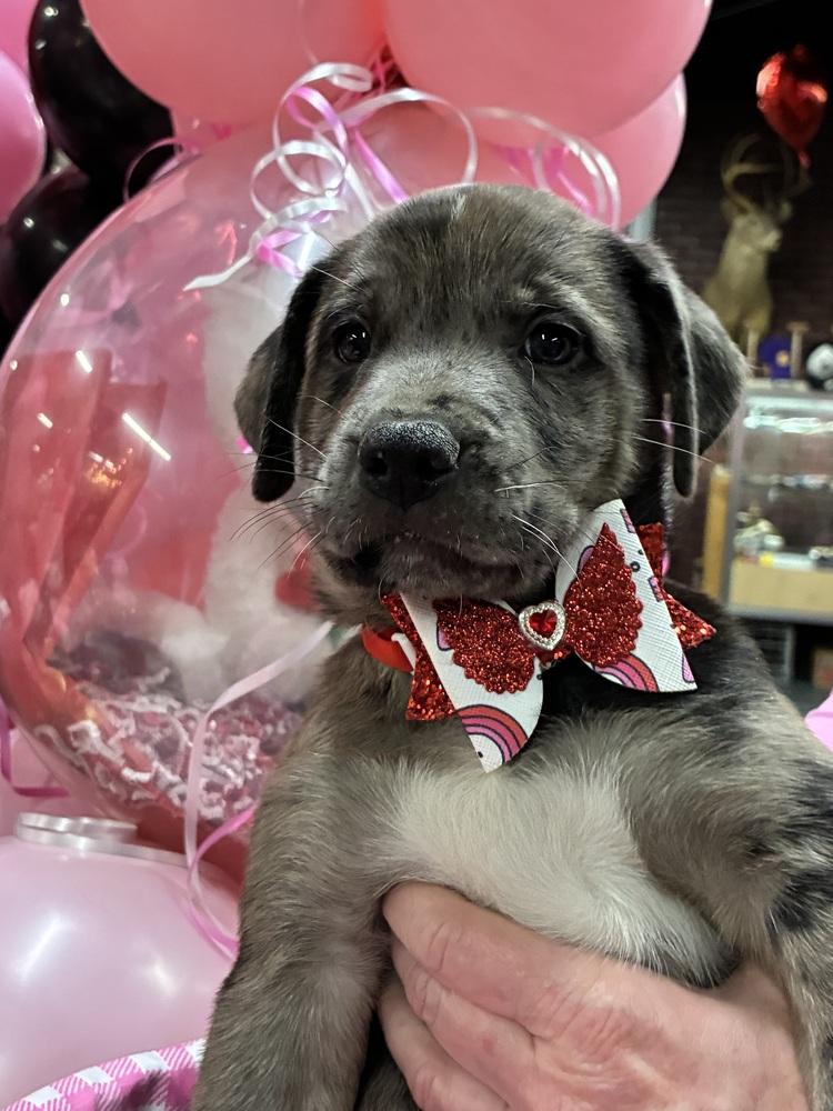 Enlarge Bishai / Archie, a Adoptable mixed breed in Broomfield, CO image 1/6