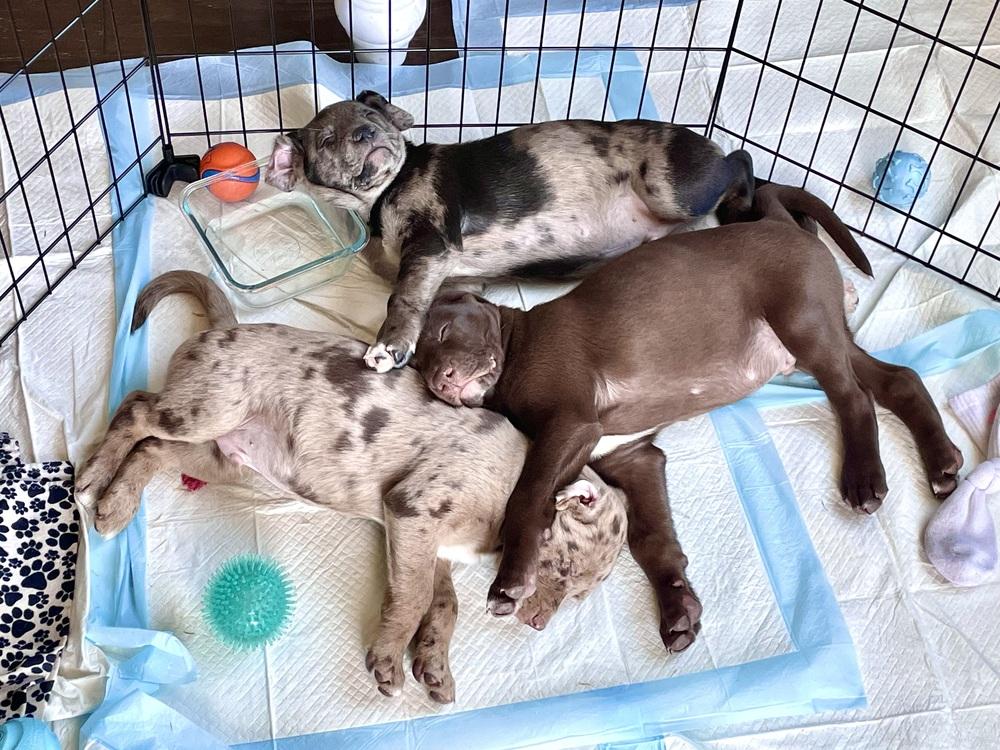 Enlarge Bishai / Archie, a Adoptable mixed breed in Broomfield, CO image 2/6